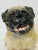 1960s Midcentury Italian Pug Sculpture in Glazed Terra Cotta For Sale - Image 5 of 11