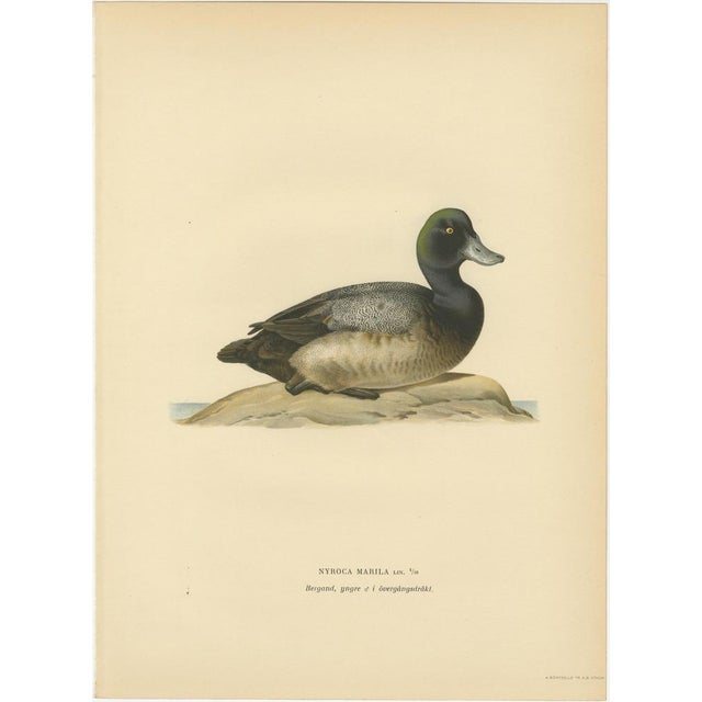 Gold Scandinavian Duck Prints, 1929, Set of 6 For Sale - Image 8 of 9