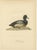Gold Scandinavian Duck Prints, 1929, Set of 6 For Sale - Image 8 of 9