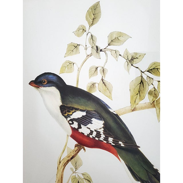 Late 20th Century Print Large Bird Reproduction Signed John-Richards For Sale - Image 5 of 11