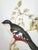Late 20th Century Print Large Bird Reproduction Signed John-Richards For Sale - Image 5 of 11