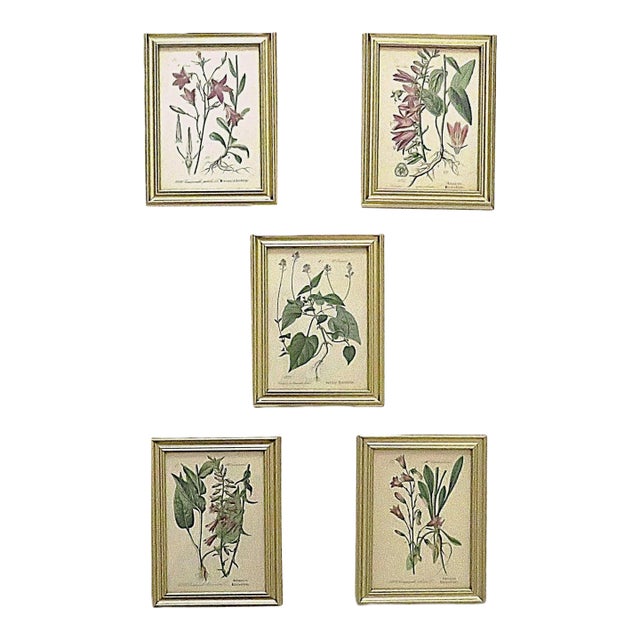 Set of 5 Antique Botanical Prints Framed Floral Flowers For Sale
