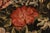 Maestro dei Vasi a Grottesche, Flower Composition in a Renaissance Vase, 17th Century, Oil Painting on Canvas, Framed For Sale - Image 13 of 15