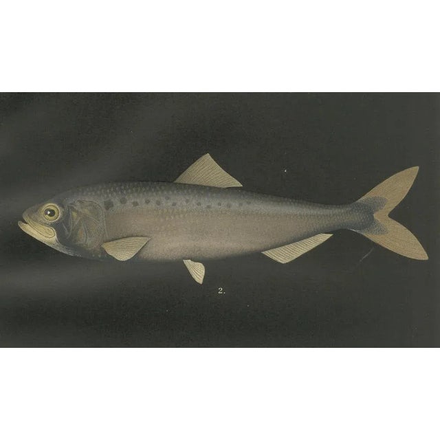 C. Erdmann, Scandinavian Herring and Shad, 1895, Lithograph on Paper For Sale - Image 6 of 10