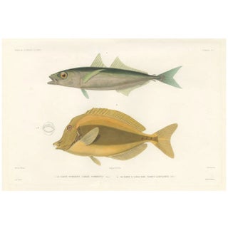 Mackerel Jack and Surgeonfish, 1846, Paper For Sale