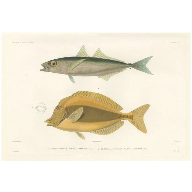 Mackerel Jack and Surgeonfish, 1846, Paper For Sale