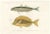 Mackerel Jack and Surgeonfish, 1846, Paper For Sale