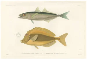 Mackerel Jack and Surgeonfish, 1846, Paper