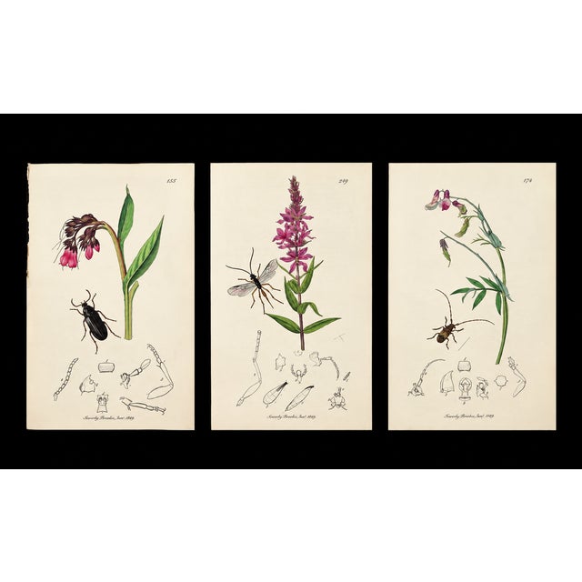 A rare grouping of original hand-colored engravings from John Curtis’s celebrated British Entomology, dating to circa...