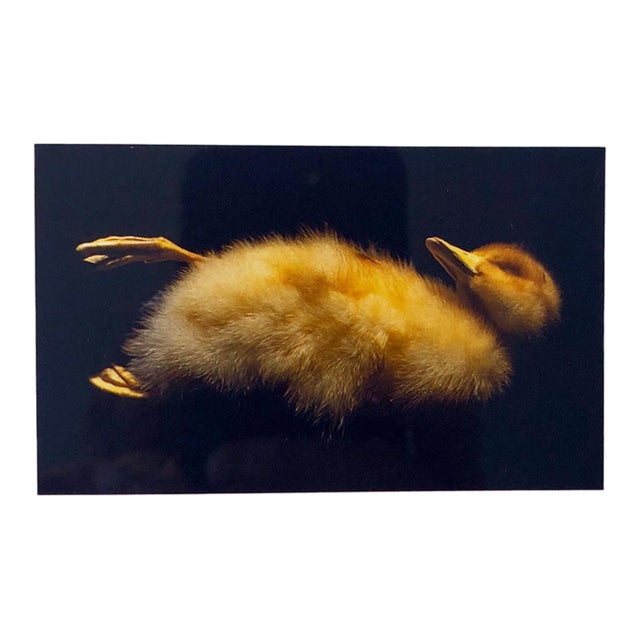 Brenda Zlamany, Birds, Cibachrome Photograph Print, Signed Conceptual Art For Sale