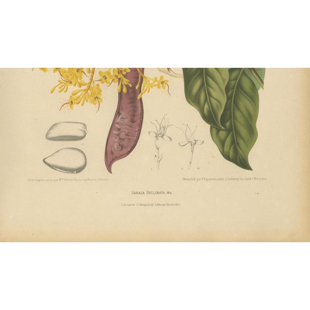 Paper Berthe Hoola van Nooten, Yellow Saraca, 1880, Chromolithograph For Sale - Image 7 of 9