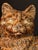 Antique Cast Iron Seated Cat Doorstop Vintage Orange Painted Feline Figure 4lb For Sale - Image 4 of 18