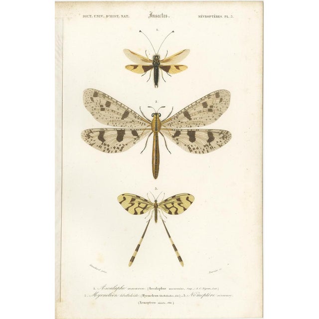 Illustrations of a Grasshopper and Other Insects, 1861, Prints, Set of 7 For Sale - Image 8 of 9