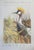 Louise Freshman Brown Untitled (Avian Study) Poster Print After the Original Signed Artwork This poster reproduction...