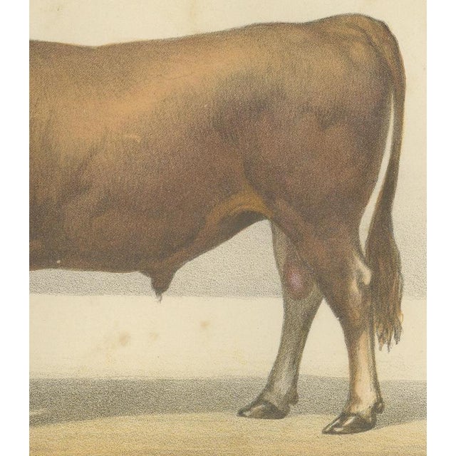 Borie, Garonnais Bull, French Cattle Breed, 1863, Chromolithograph For Sale - Image 6 of 9