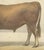 Borie, Garonnais Bull, French Cattle Breed, 1863, Chromolithograph For Sale - Image 6 of 9