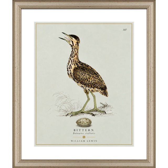 William Lewin 1789 Waterbirds Fine Art Gallery Board Print - The Bittern For Sale In San Antonio - Image 6 of 9
