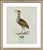 William Lewin 1789 Waterbirds Fine Art Gallery Board Print - The Bittern For Sale In San Antonio - Image 6 of 9