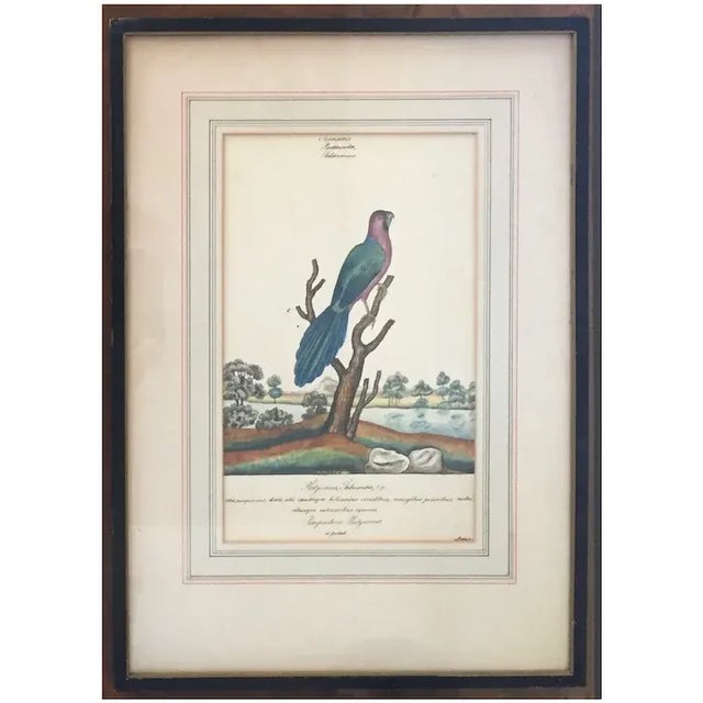 Antique 18th century George III ink & watercolor ornithological bird painting of the Pompadour Platycercus or Crimson...