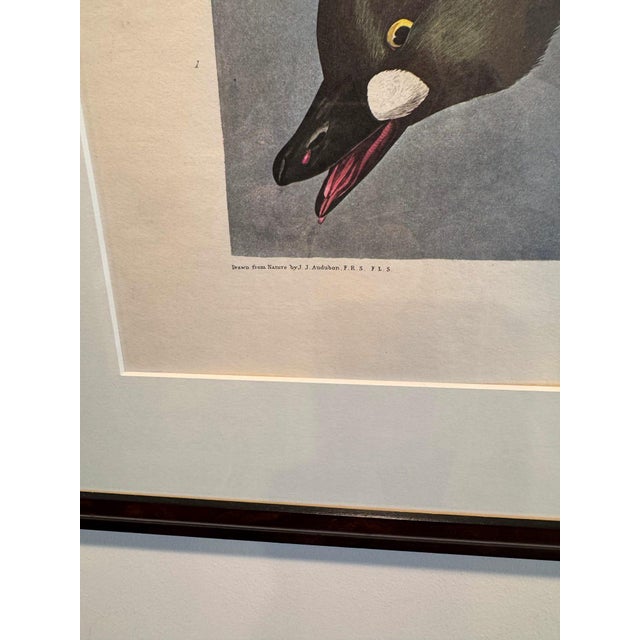 Traditional Large Framed John James Audubon Golden-Eyed Duck Primordial Folio Print For Sale - Image 3 of 14