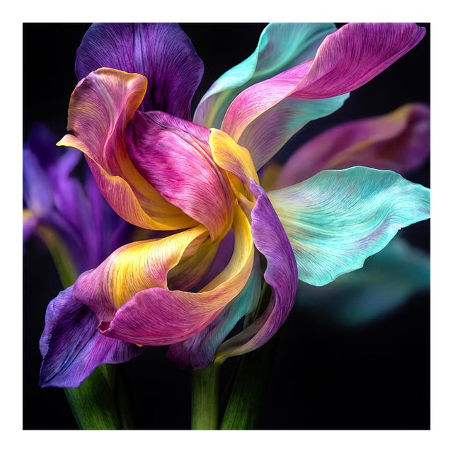 Color Swirl Contemporary Photograph For Sale
