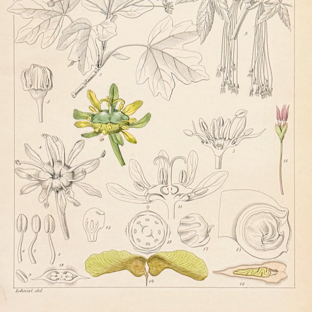 Scientific Maple Anatomy Lithograph | Hand-Colored Antique Botanical Print For Sale - Image 4 of 5