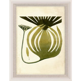 Harvey Seaweeds 10, Framed Artwork For Sale