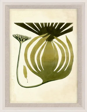 Harvey Seaweeds 10, Framed Artwork