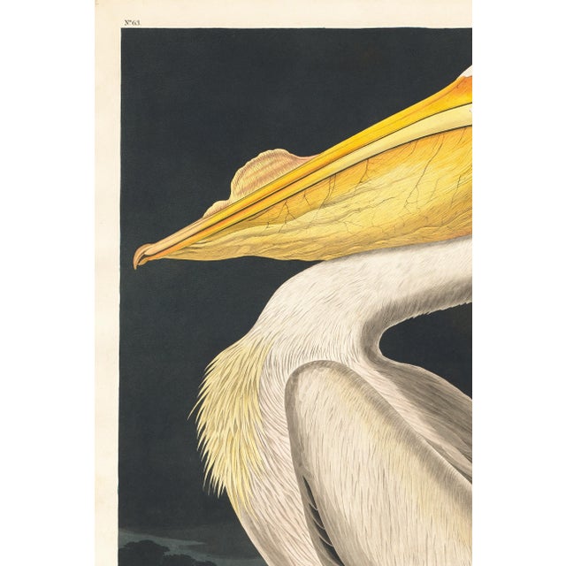 Vintage natural history artwork depicting the American White Pelican, reproduced from a historical source and refined for...
