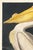 Vintage natural history artwork depicting the American White Pelican, reproduced from a historical source and refined for...