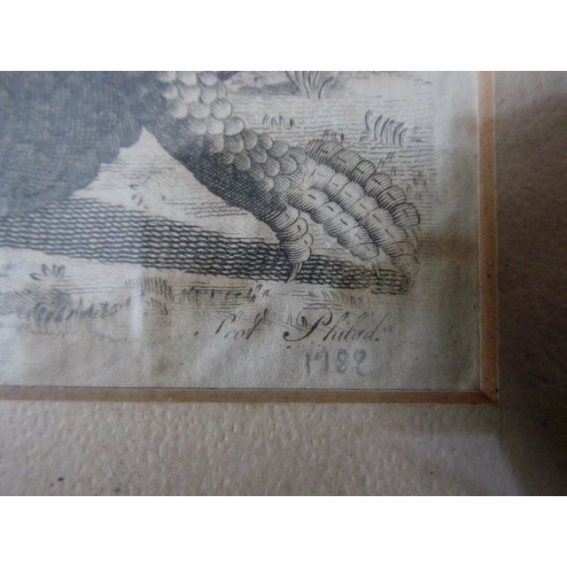 Mid 18th Century Pair Antique Circa 1789 Natural History Engravings, Reptiles, Lizards, Alligators For Sale - Image 5 of 9