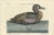 After George Edwards, American Variegated Teal, 1770, Print For Sale