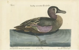 After George Edwards, American Variegated Teal, 1770, Print