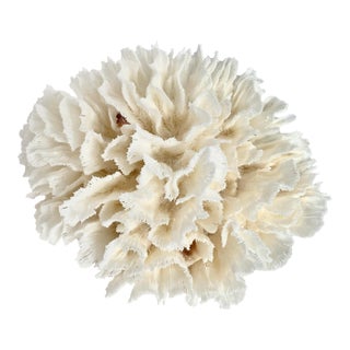 Natural White Lettuce Coral Specimen Coastal Home Decor For Sale