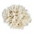 Natural White Lettuce Coral Specimen Coastal Home Decor For Sale