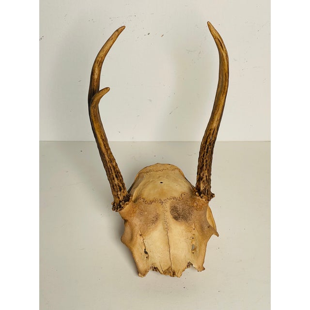 Rustic Antique Roe Deer Antlers Taxidermy For Sale - Image 3 of 4