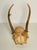 Rustic Antique Roe Deer Antlers Taxidermy For Sale - Image 3 of 4