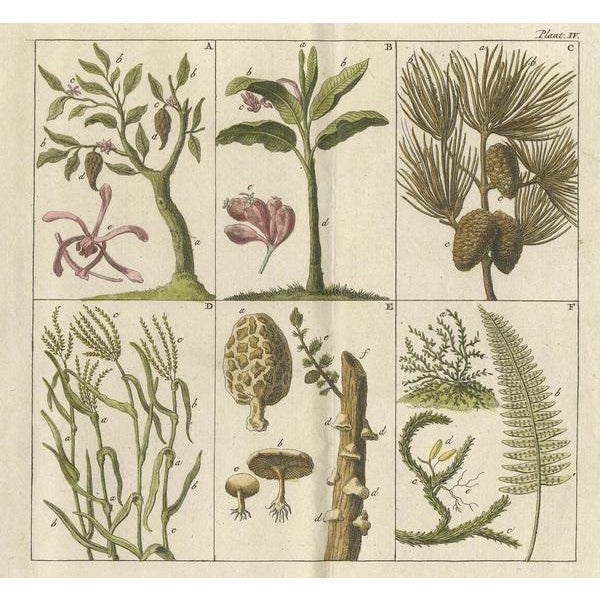 J.F. Martinet, Trees, Mushrooms and Ferns, 1808, Paper For Sale - Image 3 of 6