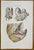 Diseases of Uterus is a lithograph hand colored by Ottavio Muzzi for the edition of Antoine Chazal, Human Anatomy,...