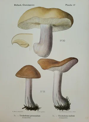 Antique 1910 Mushroom Fungi Fine Art Color Lithograph