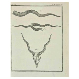 Bernard Baron, Skeletons, Etching, 1771 For Sale