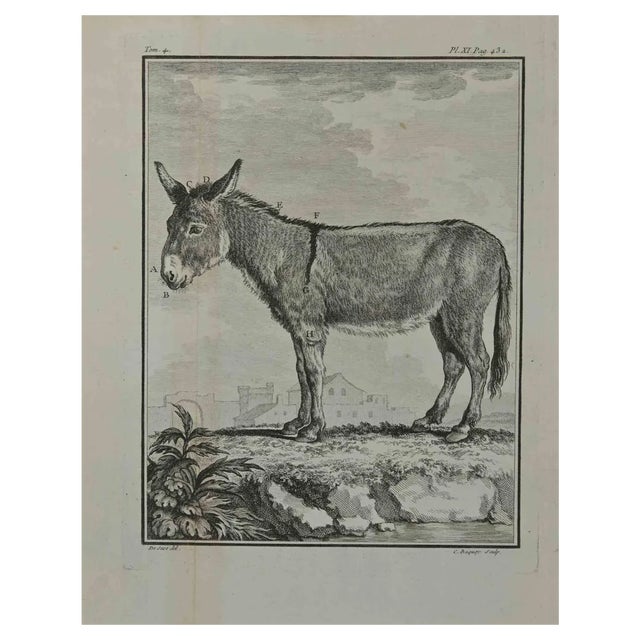 Pierre Charles Baquoy, The Donkey, Etching, 1771 For Sale