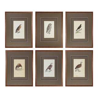 1828 French Raptor Gallery by Jean-Charles Werner | Set of 6 Hand-Colored Lithographs, Framed For Sale