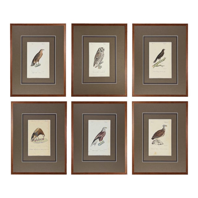 1828 French Raptor Gallery by Jean-Charles Werner | Set of 6 Hand-Colored Lithographs, Framed For Sale