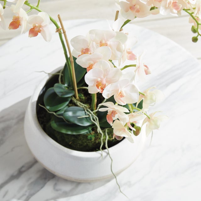 Phalaenopsis 16" Mini Garden Drop-In For Sale In Chicago - Image 6 of 8