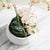 Phalaenopsis 16" Mini Garden Drop-In For Sale In Chicago - Image 6 of 8