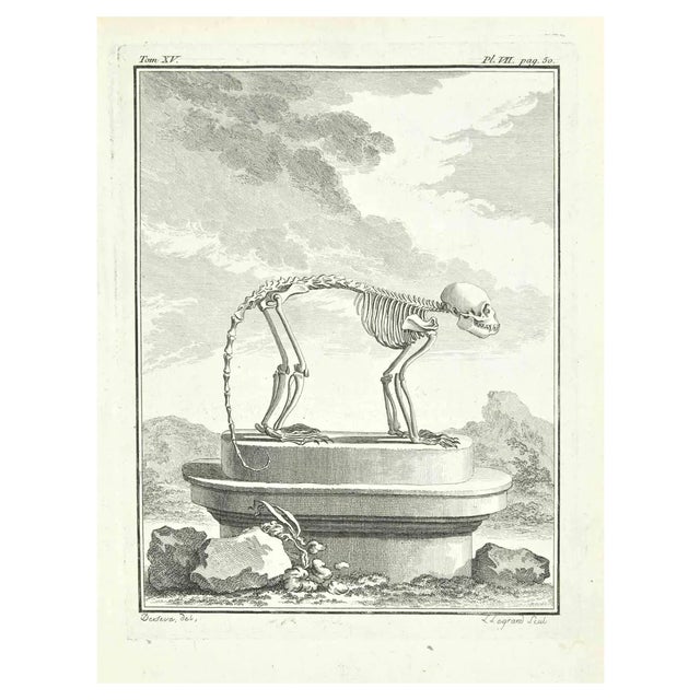 Louis Legrand, Skeleton, Etching, 1711 For Sale