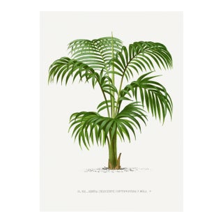 Vintage Palm Botanical Study, Art Print Reproduction, 20" X 30" For Sale