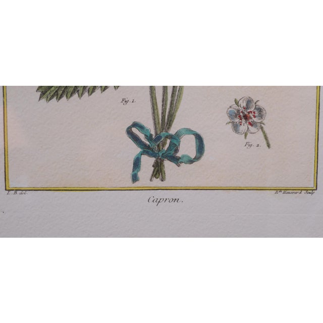 Elisabeth Haussard, Plant Illustrations, 1780, Engravings, Framed, Set of 2 For Sale - Image 13 of 16