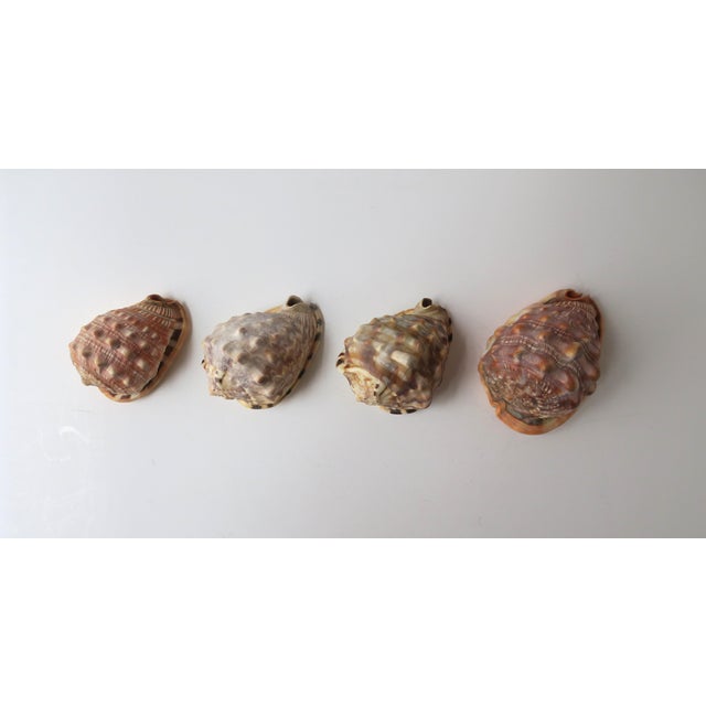 Seashells Natural, Set of 4 For Sale - Image 10 of 10